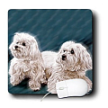 maltese
